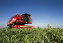 В Алтайском крае зерновые и зернобобовые культуры убрали более чем с половины запланированных площадей