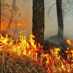 Около 600 лесных пожаров ликвидировано в Алтайском крае за пожароопасный сезон 2022 года