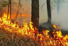 Около 600 лесных пожаров ликвидировано в Алтайском крае за пожароопасный сезон 2022 года