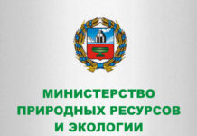 В Алтайском крае вновь заметили следы медведя