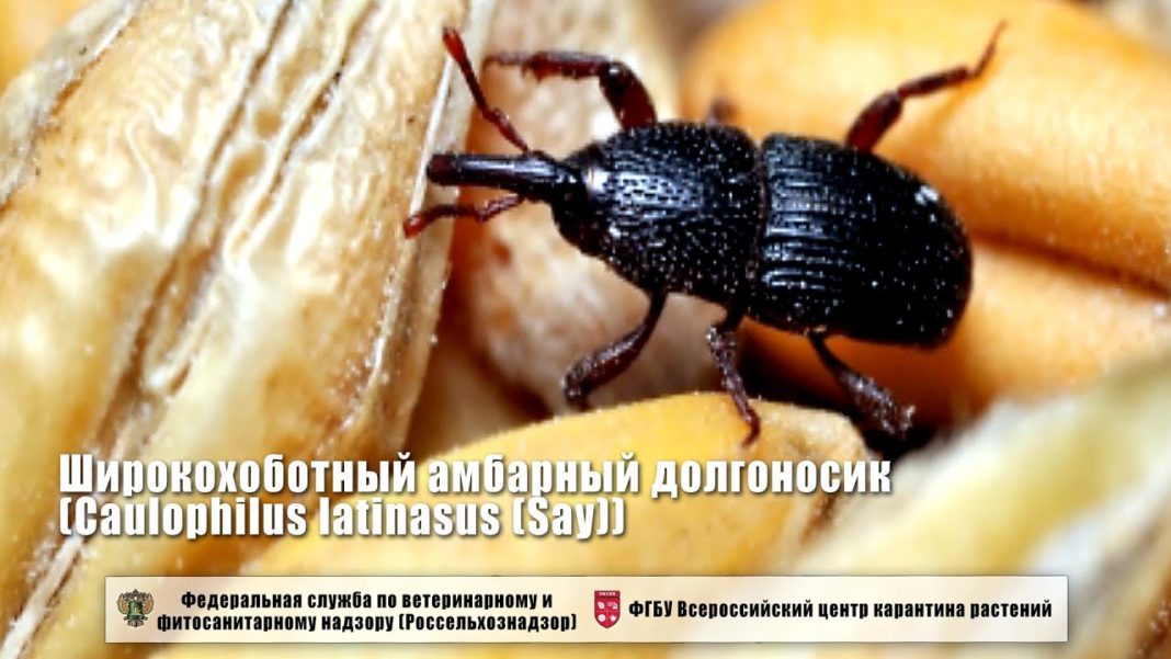 шир амб долг