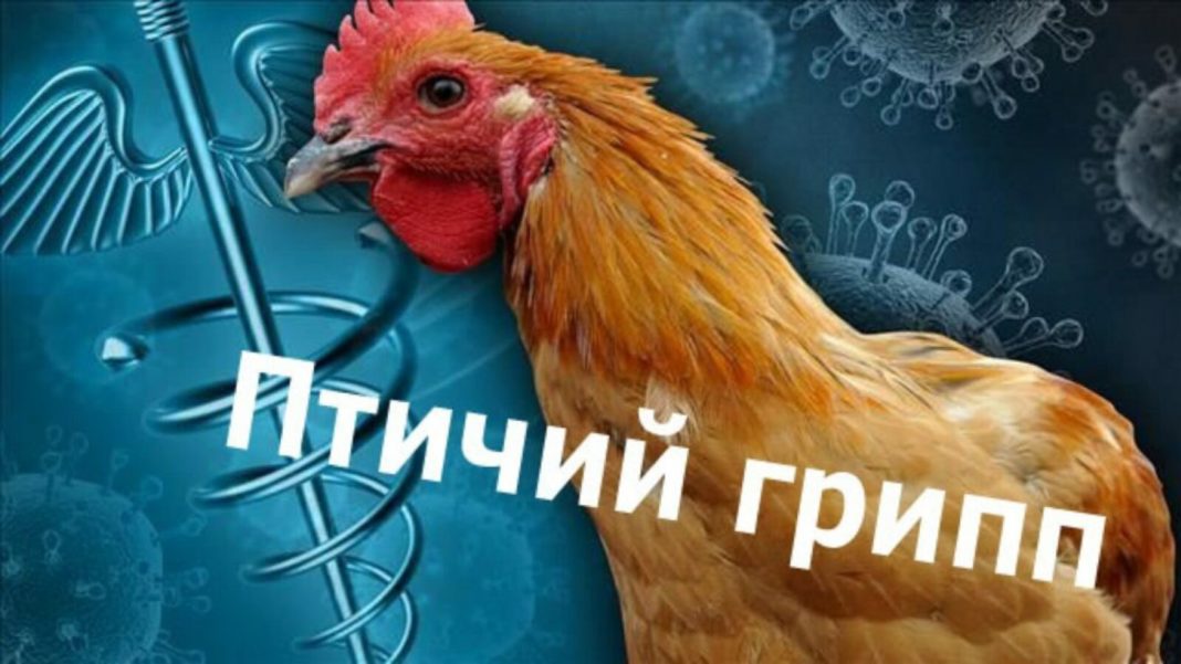 птичий грипп