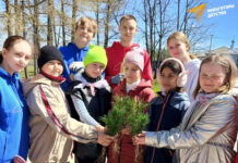 Более двух тысяч кедров посадили «Навигаторы детства» в Алтайском крае