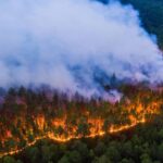 В Алтайском крае в 2024 году зафиксировано наименьшее число лесных пожаров за последние 70 лет