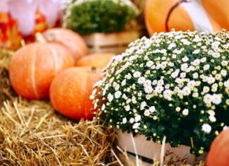 Делегация Алтайского края примет участие в Российской агропромышленной выставке «Золотая осень 2025»